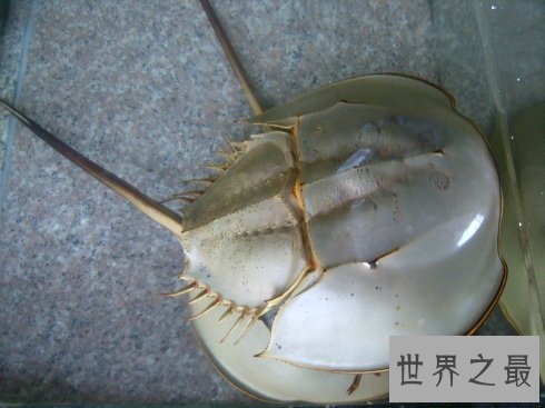 【图】最朴素的食材中华鲎——它身材内的血液贵比黄