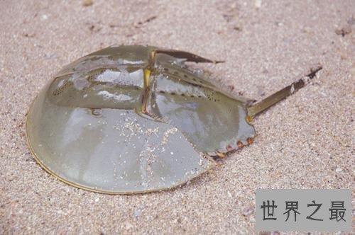 【图】最朴素的食材中华鲎——它身材内的血液贵比黄