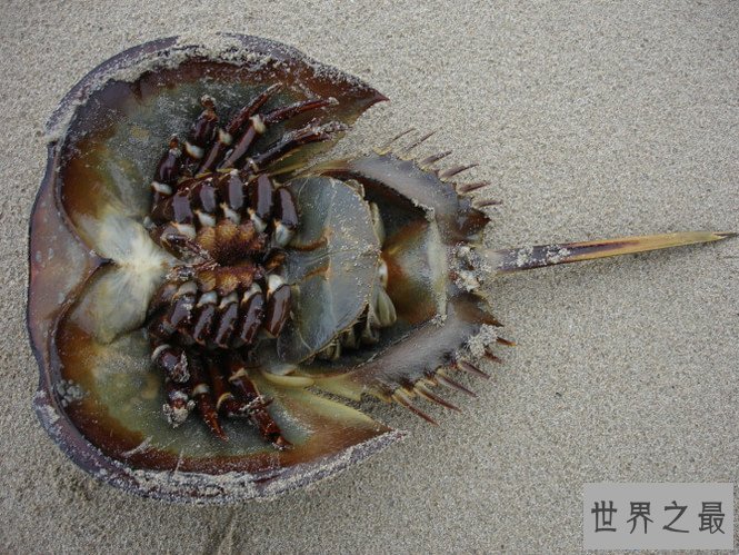 【图】最朴素的食材中华鲎——它身材内的血液贵比黄