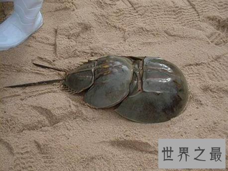 【图】最朴素的食材中华鲎——它身材内的血液贵比黄