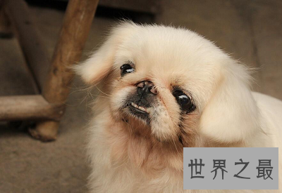 【图】最短萌京巴狗图片，萌化你的心