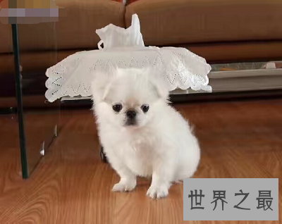 【图】最短萌京巴狗图片，萌化你的心