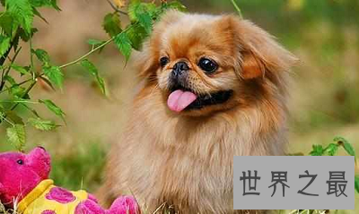 【图】最短萌京巴狗图片，萌化你的心