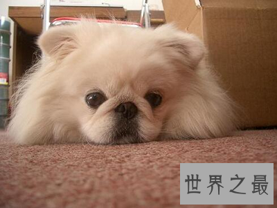 【图】最短萌京巴狗图片，萌化你的心