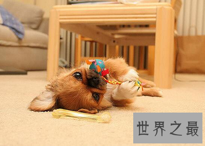 【图】最短萌京巴狗图片，萌化你的心