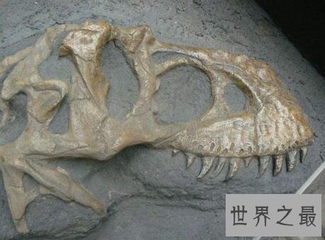 【图】史上最强的肉食类恐龙：特暴龙