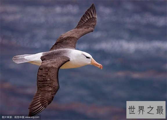 【图】最痴情动物界一夫一妻制执行者信天翁！