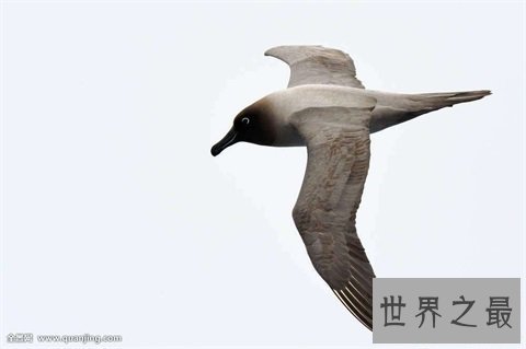 【图】最痴情动物界一夫一妻制执行者信天翁！