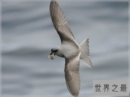 【图】最痴情动物界一夫一妻制执行者信天翁！