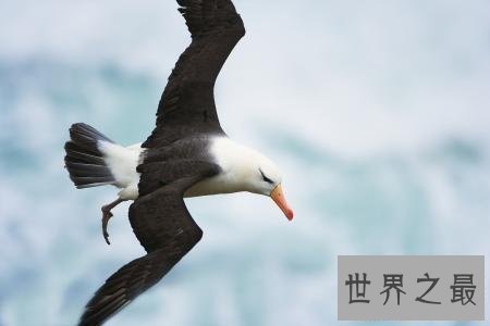 【图】最痴情动物界一夫一妻制执行者信天翁！