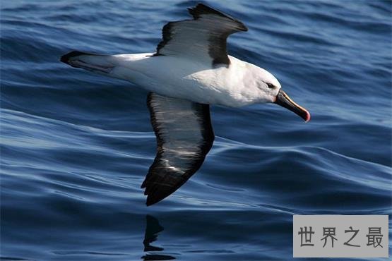 【图】最痴情动物界一夫一妻制执行者信天翁！