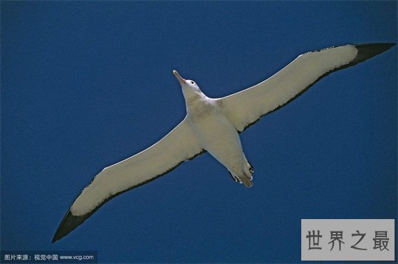 【图】最痴情动物界一夫一妻制执行者信天翁！