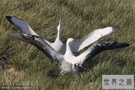 【图】最痴情动物界一夫一妻制执行者信天翁！