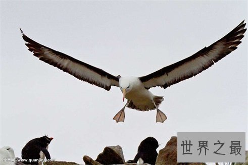 【图】最痴情动物界一夫一妻制执行者信天翁！