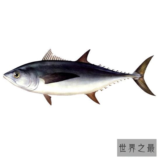 【图】鲔鱼这物种别说你没见过，你还吃过呢