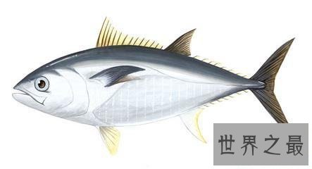 【图】鲔鱼这物种别说你没见过，你还吃过呢