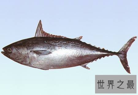【图】鲔鱼这物种别说你没见过，你还吃过呢