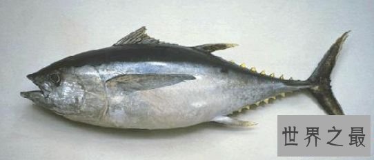 【图】鲔鱼这物种别说你没见过，你还吃过呢