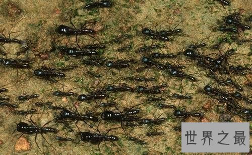【图】行军蚁，名为蝼蚁，实为最毒生物