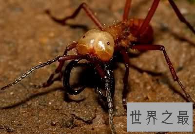 【图】行军蚁，名为蝼蚁，实为最毒生物