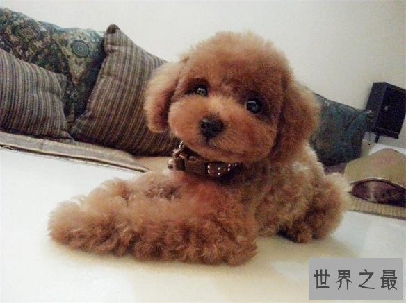 【图】十大最适宜和单身狗结伴的狗品种！