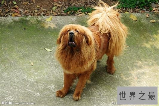 【图】十大最适宜和单身狗结伴的狗品种！