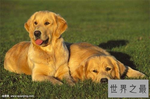 【图】十大最适宜和单身狗结伴的狗品种！