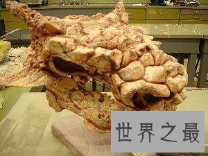 【图】牛头怪甲龙非怪物，而是长得呆萌的恐龙