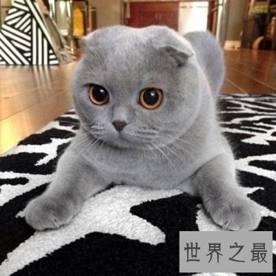 【图】世界猫种千千万，猫的品种各不同，你属意那种