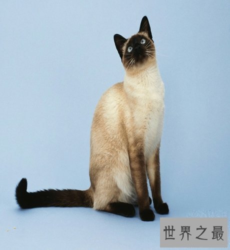 【图】世界猫种千千万，猫的品种各不同，你属意那种