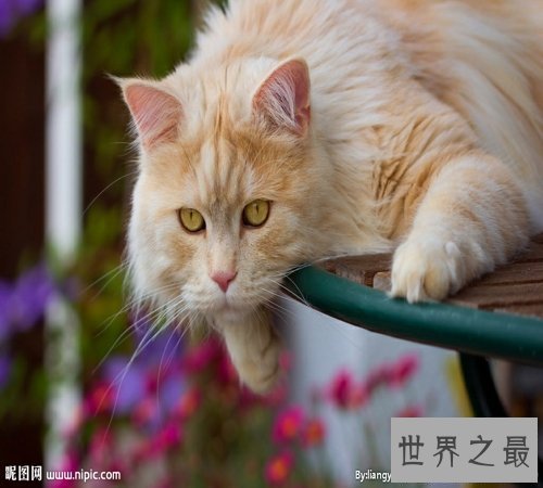 【图】世界猫种千千万，猫的品种各不同，你属意那种