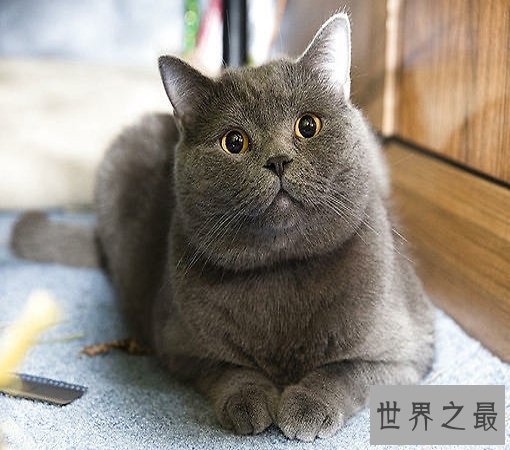 【图】世界猫种千千万，猫的品种各不同，你属意那种