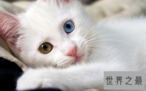 【图】世界猫种千千万，猫的品种各不同，你属意那种