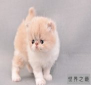 【图】世界猫种千千万，猫的品种各不同，你属意那种