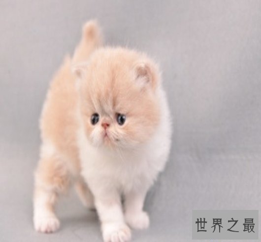 【图】世界猫种千千万，猫的品种各不同，你属意那种