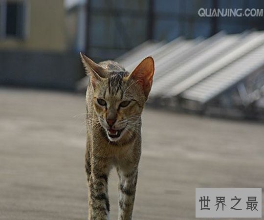 【图】世界猫种千千万，猫的品种各不同，你属意那种
