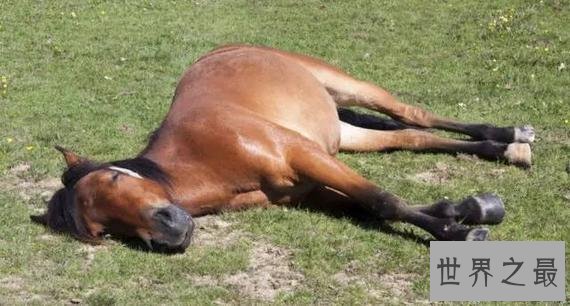 【图】马是怎样睡觉的，独特的站岗式睡姿