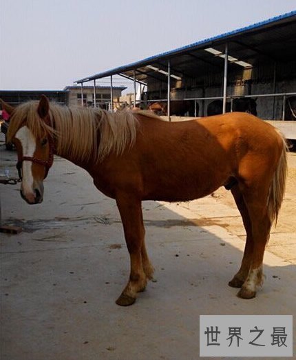 【图】马是怎样睡觉的，独特的站岗式睡姿