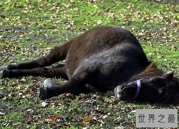 【图】马是怎样睡觉的，独特的站岗式睡姿