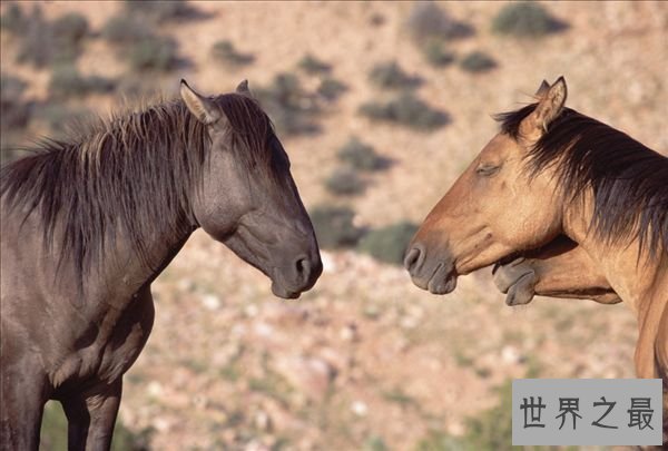【图】马是怎样睡觉的，独特的站岗式睡姿