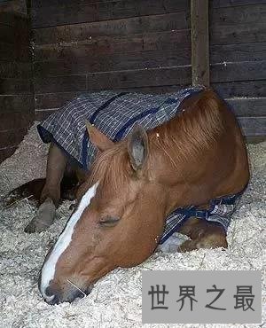 【图】马是怎样睡觉的，独特的站岗式睡姿