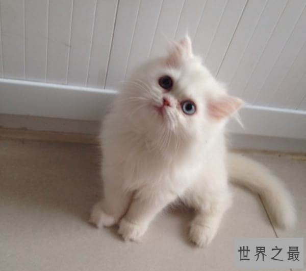 【图】10种世界上最萌猫的品种，心都要被萌化了