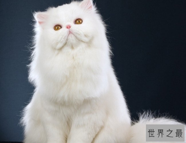 【图】10种世界上最萌猫的品种，心都要被萌化了
