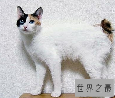 【图】10种世界上最萌猫的品种，心都要被萌化了