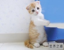 【图】10种世界上最萌猫的品种，心都要被萌化了