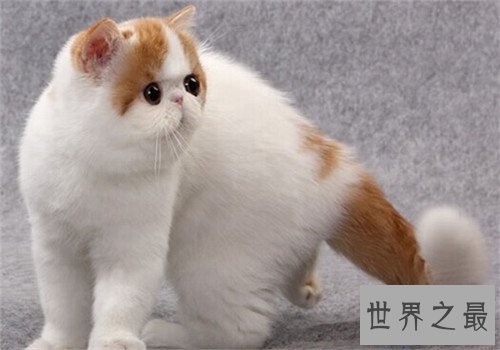 【图】10种世界上最萌猫的品种，心都要被萌化了