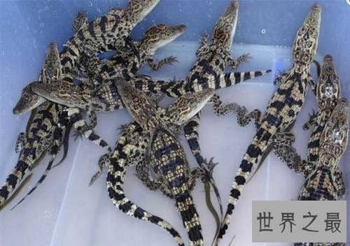 【图】宠物鳄鱼，不是你想养就能养的！