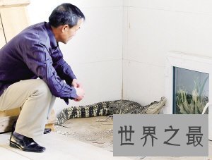 【图】宠物鳄鱼，不是你想养就能养的！