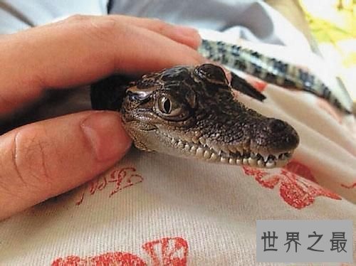 【图】宠物鳄鱼，不是你想养就能养的！