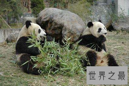 【图】全世界的宠儿，最可恶的动物大熊猫的材料曝光